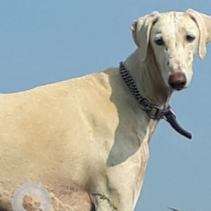 Missing: White Male Mudhol Hound Dog from Village Nesave, Khandshi Road, Kamshet, Maval