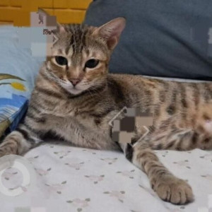 A Black and Brown Tabby Cat Missing from Dahisar West, Mumbai