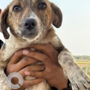 Missing: White-Brown Mix Female Indie Dog from Salivaram, Denkanikottai