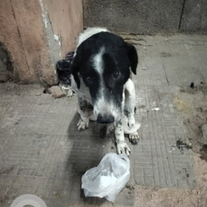 A Black and White Indie Dog Missing from Tagore Garden Extension, New Delhi