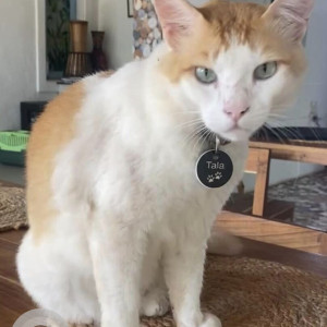 Missing: Orange Male Indie Cat from Saltamontes Garden Cafe & Bar, Anjuna