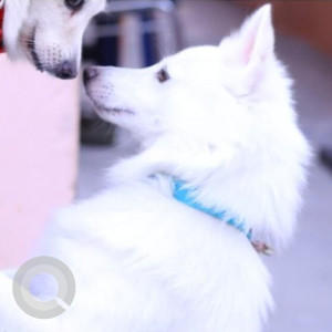 Missing: White Male Pomeranian Dog from Byatarayanapura (Mysore Road)