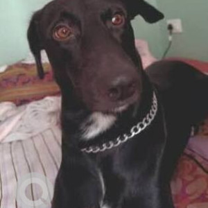 Missing: Black and White Male Indie Dog from Undri/Nibm area