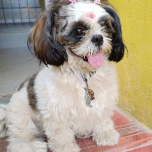 A Black and White Shih Tzu Dog Missing from Zone 2 Manali, Chennai