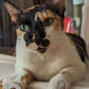 Missing: Black and White Female Indie Cat from Kalyani Nagar, Pune