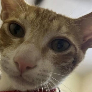 A White-Brown Mix Indie Cat Missing from Navi Mumbai