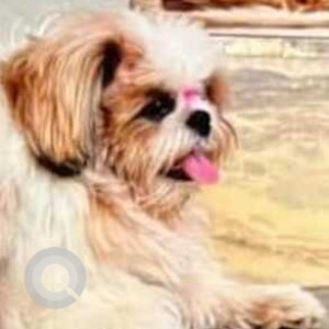 White-Brown Mix Male Shih Tzu Dog is Missing from Yellamanchili near Bhai Mandi Dhaba