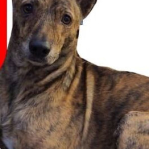 Missing: Black and Brown Male Indie Dog from Mohan Garden police station