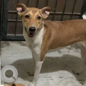 Missing: White-Brown Mix Female Indie Dog from Shree Durga Store, Khirki extension, Malviya Nagar, Delhi