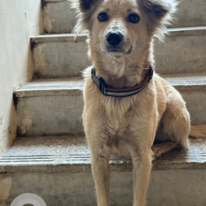 Missing: White Male Indie Dog from Ramyanagri Housing Society, Bibvewadi, Pune