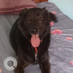 A Black Indie Dog Missing from Whitefield, Bengaluru