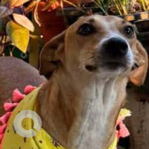Missing: White-Brown Mix Male Indie Dog from Maruti Layout, Subhramanyapuram