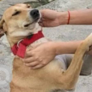 Missing: Brown Female Indie Dog from Subramanyapuram, Bengaluru