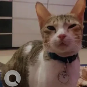 A White and Grey Calico Cat Missing from CBD Belapur, Navi Mumbai