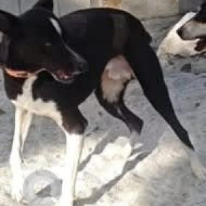 A Black and White Indie Dog Missing from Jayanagar, Bengaluru