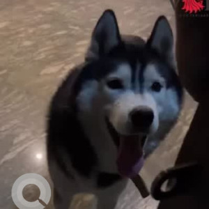 A White and Grey Husky Dog Missing from Sector 85, Faridabad