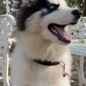 A White and Grey Husky Dog Missing from Rajarajeshwari Nagar, Hyderabad