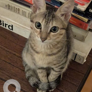 A White and Grey Indie Cat Missing from Camar Khazan, Moira