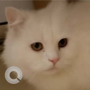 A White Persian Cat Missing from Linking Rd, Vithalbhai Patel Road, Santacruz West, Mumbai, Maharashtra, 400054, India