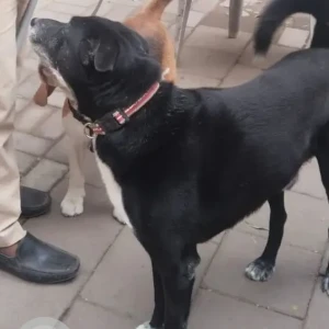 A Black and White Indie Dog Missing from Kothrud, Pune