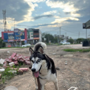 A Black and White Husky Dog Found from Sector 57, Mohali