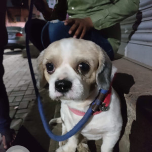 A White-Brown Mix Lasha Apsho Dog Found from Katraj, Pune