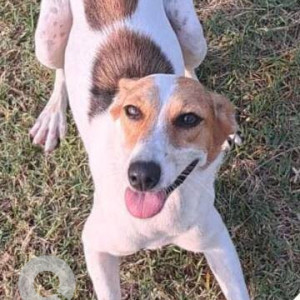 A White-Brown Mix Indie Dog Missing from Sembakkam, Chennai