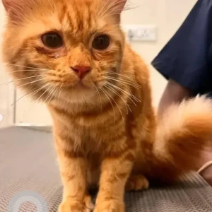 A Orange Ginger cat Cat Found from Indiranagar 1st Stage, Bengaluru