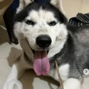 A Black and White Siberian Husky Dog Found from M C Layout, Bengaluru