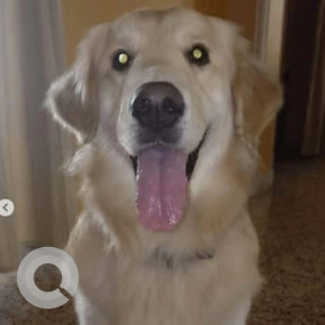 A Golden Golden Retriever Dog Missing from 80 feet main road, Kathriguppe, near Reliance digital