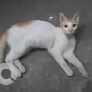 A White-Brown Mix Indie Cat Missing from Kodambakkam, Chennai