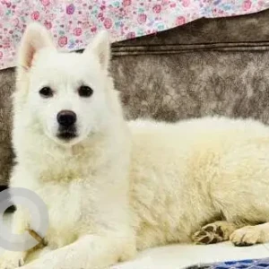 A White Pomeranian Dog Found from Sus, Pune