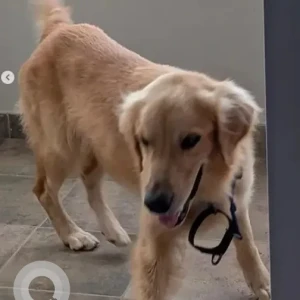 A Brown Golden Retriever Dog Found from Krishnarajapura, Bengaluru