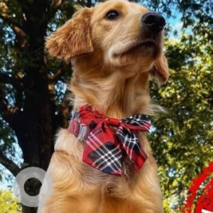 A Brown Golden Retriever Dog Missing from Camp, Pune