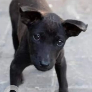 A Black Indie Dog Missing from Viveka Nagar, Bengaluru