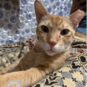 A White-Brown Mix Ginger Cat Missing from Thane West, Thane