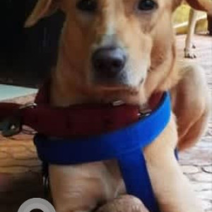 A White-Brown Mix Indie Dog Missing from Powai, Mumbai