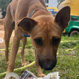 A Brown Indie Dog Found from Murphy Town, Bengaluru