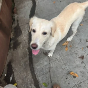 A White Indie Dog Found from Kothrud, Pune