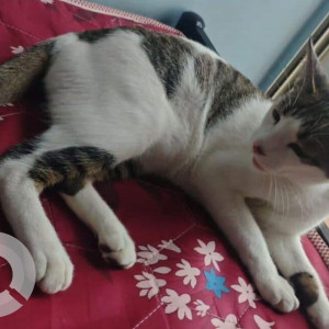 A White and Grey Indie Cat Missing from Jahangirpuri, New Delhi