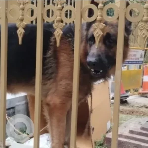 A Black and Brown German Shepherd Dog Found from BTM Layout, Bengaluru