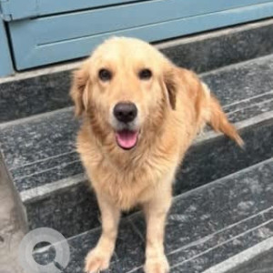 A White-Brown Mix Golden Retriever Dog Found from Kadugondanahalli, Bengaluru