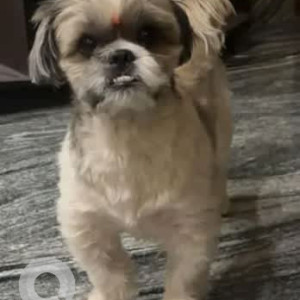 A Black and White Shih Tzu Dog Missing from Pramodha Layout, Bengaluru