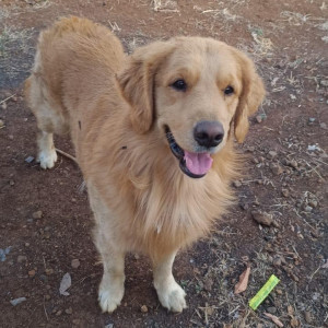 A White-Brown Mix Golden Retriever Dog Missing from Narhe