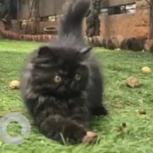 A Black Persian Cat Missing from Kaval Bairasandra, Bengaluru