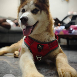A White-Brown Mix Husky Dog Missing from Makanahalli
