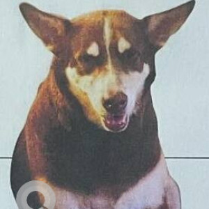 Missing: White-Brown Mix Male Indie Dog from Thalassa, Siolim