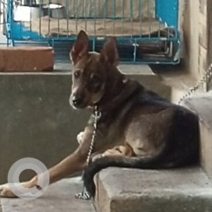 Missing: Black and Brown Male Indie Dog from BNM College Road, Banashankari 2nd Stage