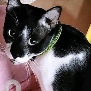 Missing: Black and White Male Indie Cat from JBCN International school