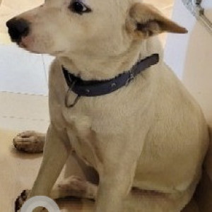A White Labrador Dog Missing from Valvan, Lonavala
